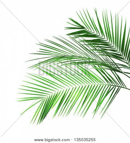 Green leaves of palm tree on white background