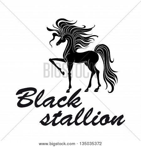 Black silhouette of american quarter stallion with well muscled body, thick mane and tail pawing foreleg. Great for tattoo or equestrian sport design