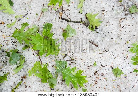 large hail and green leaves fallen from trees