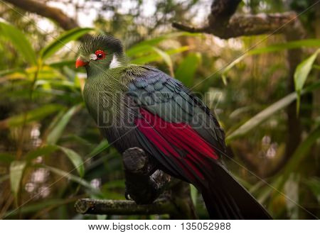 Turaco Costa Rica Imagen y foto Green Turaco (prueba gratis) | Bigstock