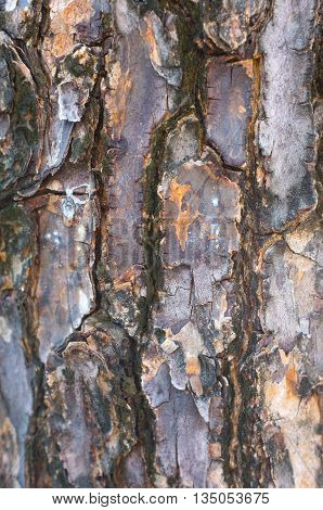 Weathered wood of tree as closed textures