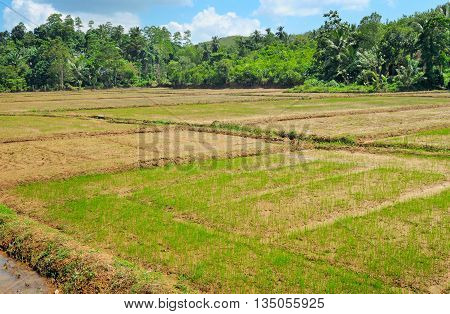 fields with crops of rice Sri Lanka