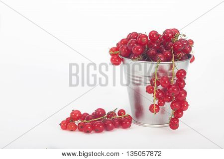 Red berries in tin bucket. Fresh ripe red currant berries on white background