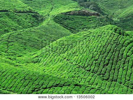 piantagione di tè verde