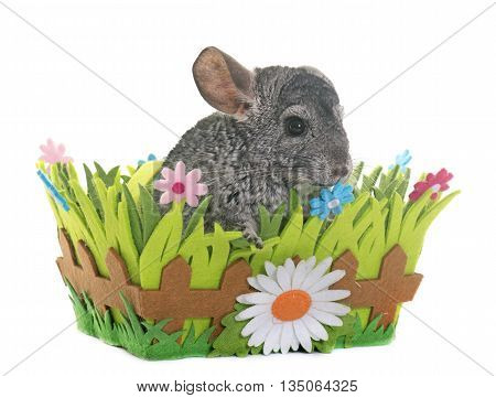 young chinchilla in front of white background