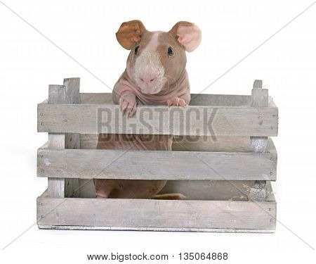 skinny guinea pig in front of white background