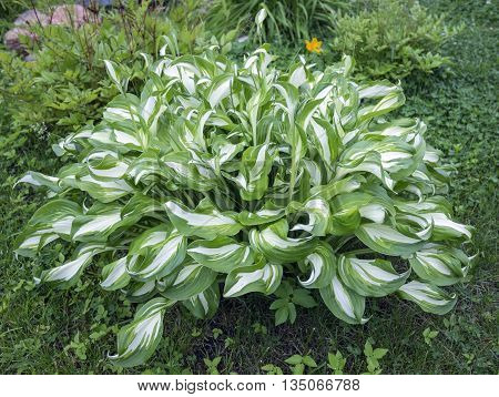 Bright Hosta Funkia in the garden. Green striped Plantain lily leaves