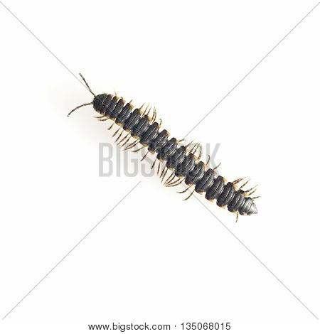 Close up of Centipede on white background