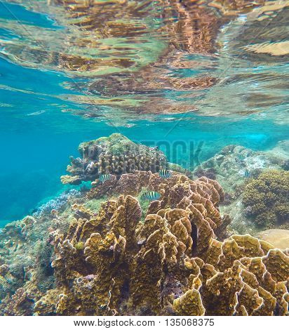Coral reef in the tropical sea. Yellow and brown coral with coral fishes.