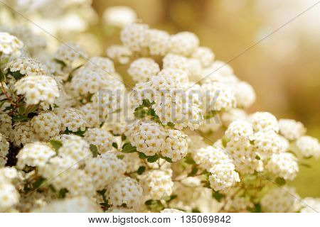 White spring flowers, Spiraea cantoniensis. Blooming bush