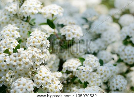 White spring flowers, Spiraea cantoniensis. Blooming bush