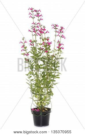 Salvia microphylla in front of white background