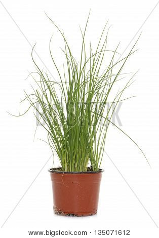 fresh chives in front of white background