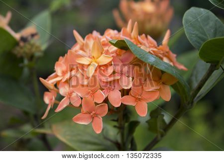 Orange flowers in the garden, tropical flower Ixora in jungle, closeup photo of Ixora flower, exotic flower Ixora image for romantic summer background