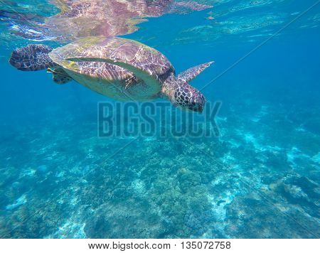 Sea turtle in blue water, green turtle swimming, rare marine species turtle