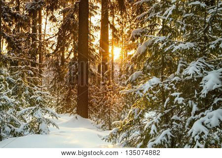 Beautiful winter landscape with the forest and sunset . Winter rural landscape with snow and trees in the forest . Frosty wintry evening sunset in the coniferous forest