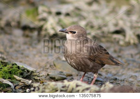 A recently fledged juvenile Starling in it's drab brown plumage
