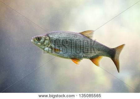 close up on Freshwater fish Common Roach