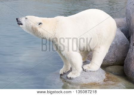 Close-up Of A Polarbear (icebear)