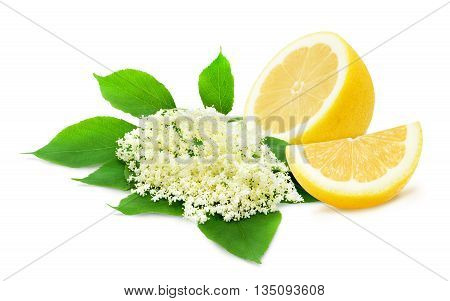 Sprig of sambucus with green leaves and half of lemon isolated on a white background. Ingredients for syrup. Design element for product label, catalog print, web use.