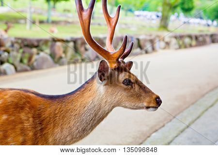 Majestetic deer in Nara park, Japan. Holy animal for japanese religious people.