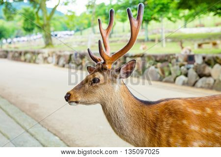 Majestetic deer in Nara park, Japan. Holy animal for japanese religious people.