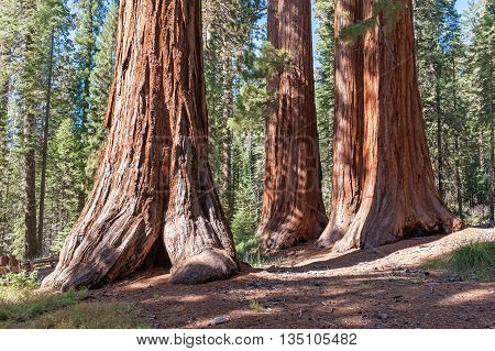 Sequoia National Forest in California Sierra Nevada Mountains