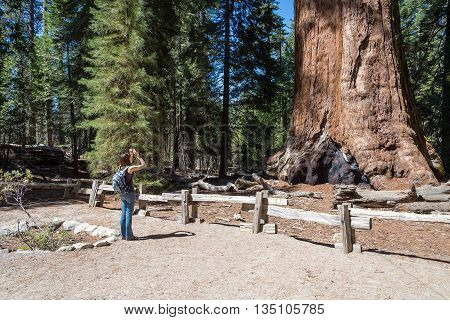 woman takes a picture of giant sequoia tree Sequoia National Forest