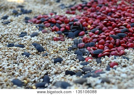 Dried plant seeds from central of Thailand