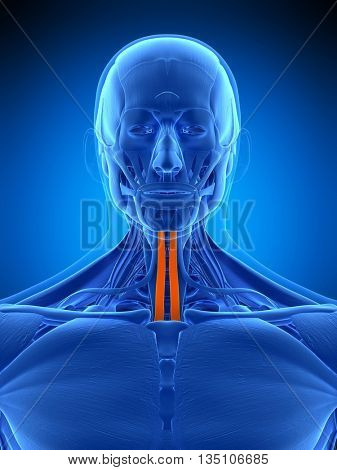 3d rendered, medically accurate illustration of the sternohyoid
