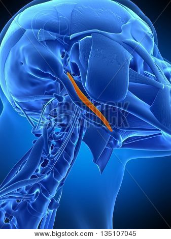 3d rendered, medically accurate illustration of the stylohyoid