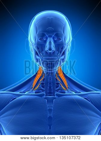 3d rendered, medically accurate illustration of the middle scalene 