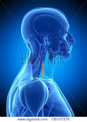 3d rendered, medically accurate illustration of the scalene anterior