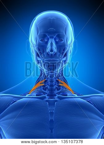 3d rendered, medically accurate illustration of the scalene posterior