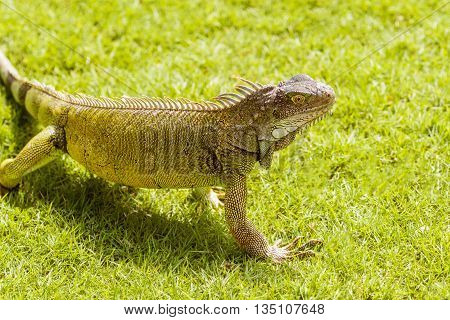 Iguanas At The Iguana Park In Downtown Of Guayaquil, Ecuador.