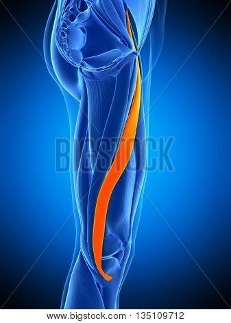 3d rendered, medically accurate illustration of the sartorius