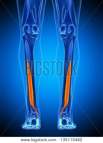 3d rendered, medically accurate illustration of the flexor hallucis