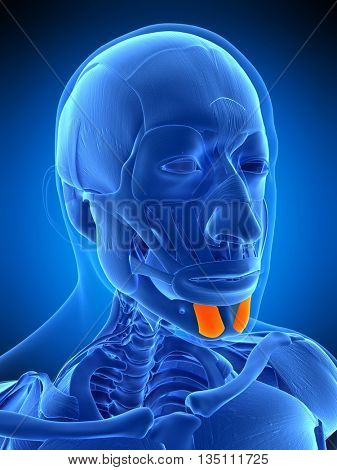 3d rendered, medically accurate illustration of the  mentalis