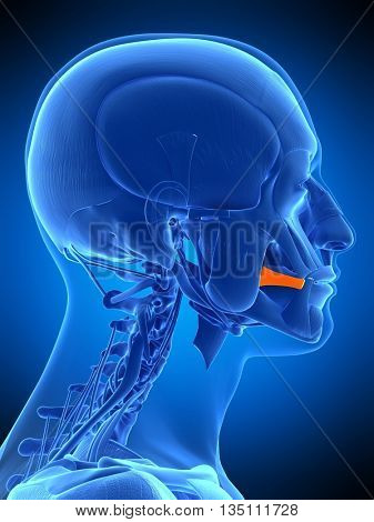 3d rendered, medically accurate illustration of the risorius