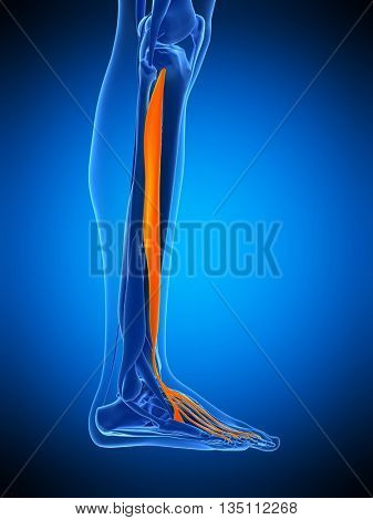 3d rendered, medically accurate illustration of the extensor digitorum longus