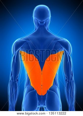3d rendered, medically accurate illustration of the latissimus dorsi