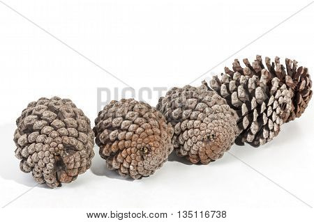 Studio Shot Of Four Aged Pine Cones