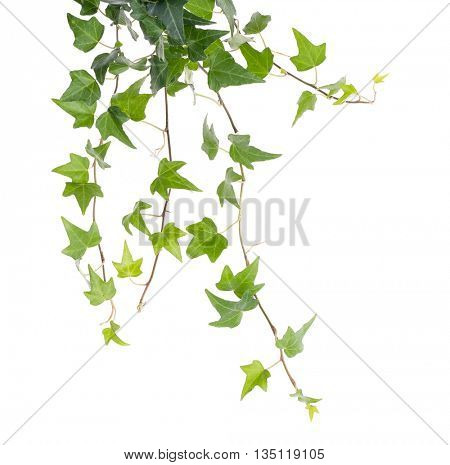 Green ivy isolated on a white background.