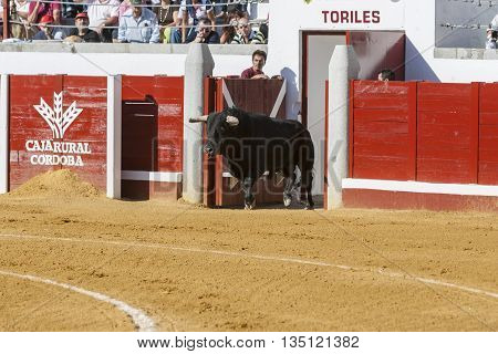Pozoblanco Spain - September 24 2011: Capture of the figure of a brave bull in a bullfight going out of bullpens Pozoblanco Spain