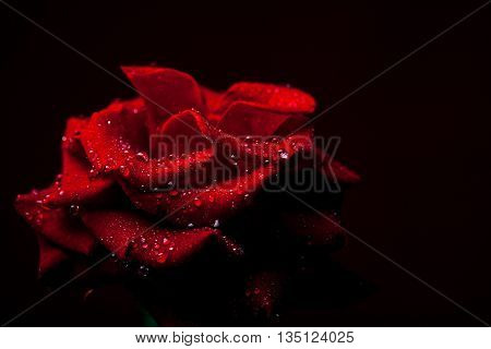 Red Rose With Water Drops