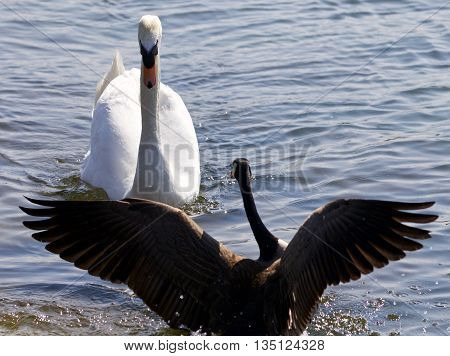 Beautiful isolated photo of the Canada goose defending his family from the swan