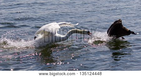 Amazing photo of the angry swan attacking the Canada goose