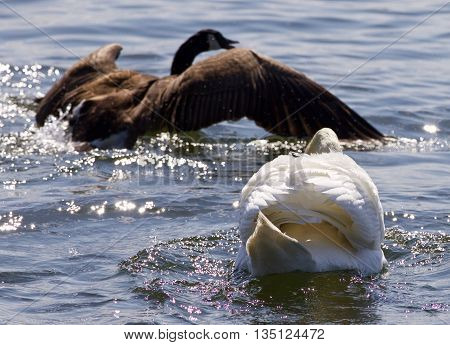 Beautiful photo of the contest between the swan and the Canada goose