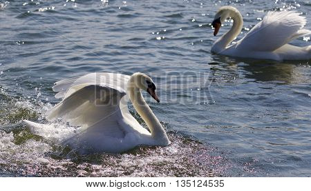 Beautiful isolated photo of two strong swans