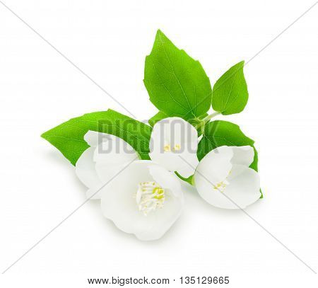 Sprig of fresh white jasmine with green leaves isolated on white background. Design element for product label, catalog print, web use.